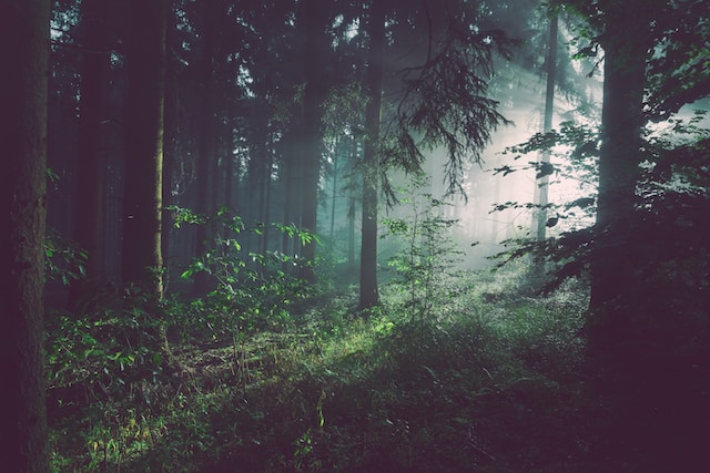 Nature