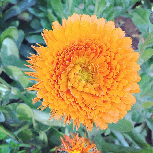Een mooie oranje bloem